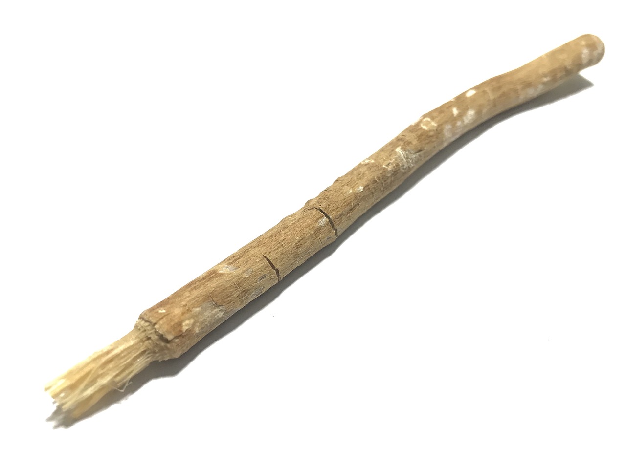 A miswak stick with a frayed, brush-like tip on a white background