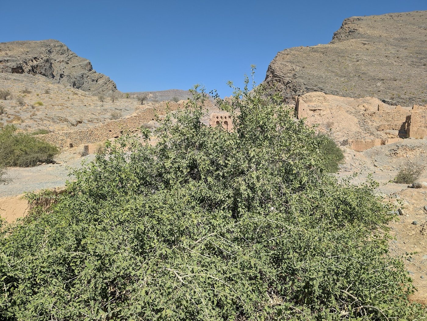Salvadora persica trees growing in a rocky desert valley under a blue sky